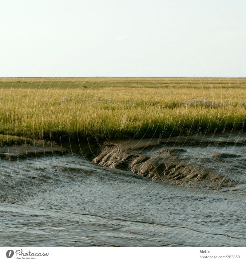 Watt sexy Umwelt Natur Landschaft Urelemente Erde Gras Wiese Küste Nordsee Wattenmeer Schlick Salzwiese Feuchtwiese Koog Groden natürlich Erholung Horizont