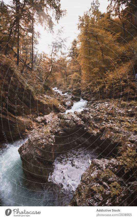 Bergfeld im Herbst Fluss Berge u. Gebirge Wald Wasser Landschaft Natur schön Farbe mehrfarbig Baum Jahreszeiten Felsen Beautyfotografie strömen fließen Blatt