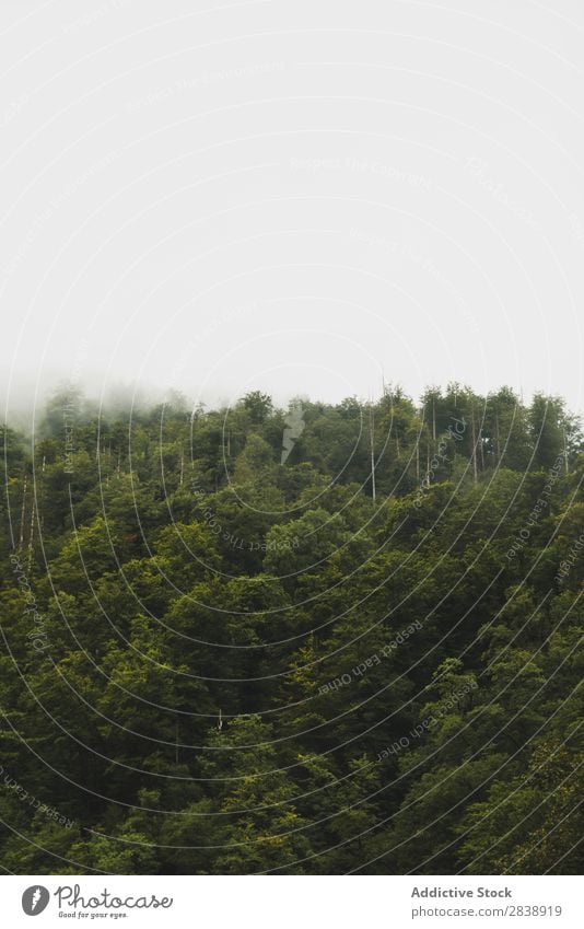 Nebliger grüner Wald Nebel Natur Baum Landschaft Morgen Licht spukhaft natürlich geheimnisvoll Umwelt Park Mysterium Berge u. Gebirge Pflanze Wildnis ländlich