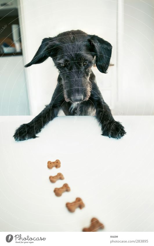 Rolf Minkowsky* Tisch Fell Tier Haustier Hund Tiergesicht Pfote 1 außergewöhnlich Fröhlichkeit lustig niedlich schwarz weiß Idee Kreativität Terrier Futter