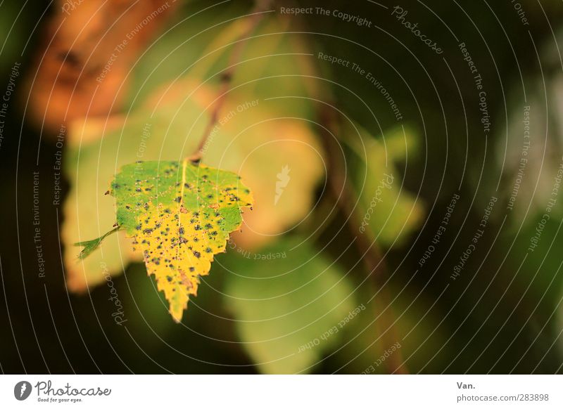 Herbstlich Willkommen! Natur Pflanze Blatt Birke Zweig Garten gelb grün Farbfoto mehrfarbig Außenaufnahme Menschenleer Tag Sonnenlicht Schwache Tiefenschärfe