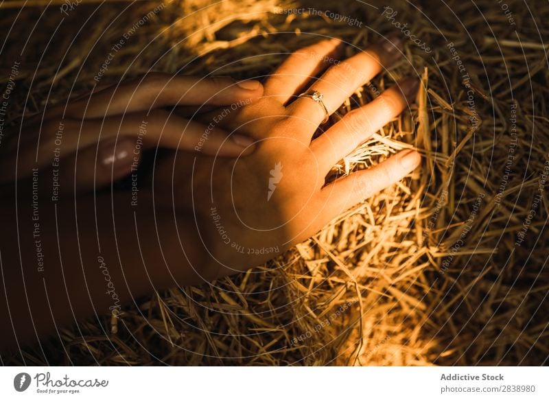 Hände im Heuhaufen schneiden gelb Feldfrüchte ländlich Bauernhof Stapel Landen Weizen Strukturen & Formen natürlich Gold Wiese Ackerbau Beautyfotografie