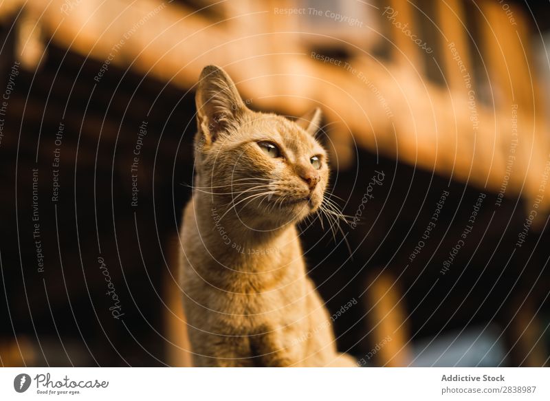 Niedliche blasse Katze auf der Straße niedlich obdachlos bleich Haustier Tier Katzenbaby Pelzmantel schön Irrläufer pelzig Natur Porträt dreckig wild Einsamkeit