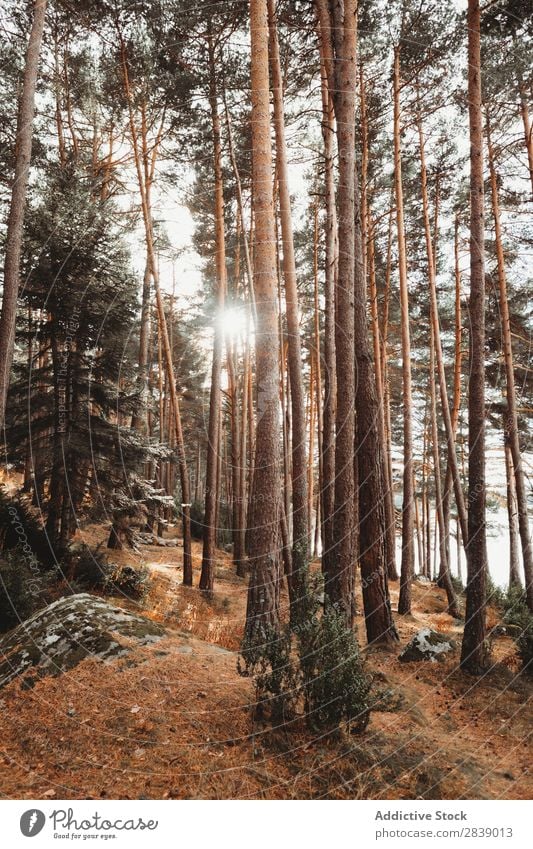 Wald mit hohen immergrünen Bäumen Immergrün Baum Natur Kiefer nadelhaltig Umwelt Landschaft natürlich Tanne Pflanze Jahreszeiten Nadel Beautyfotografie Aussicht