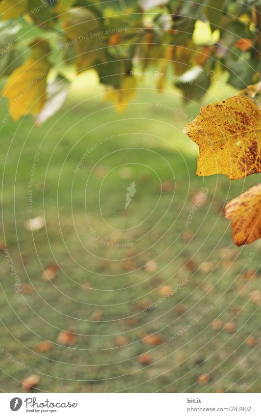 mein Park Platz Umwelt Natur Landschaft Herbst Klima Pflanze Baum Grünpflanze hängen trocken gelb gold grün Vergänglichkeit Herbstlaub herbstlich Herbstfärbung