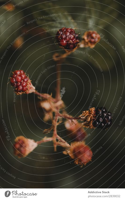 Beeren aus der Nähe im Wald wild rot schwarz Frucht Lebensmittel Natur Gesundheit organisch frisch reif natürlich Sommer grün Blatt süß Vitamin saftig Dessert