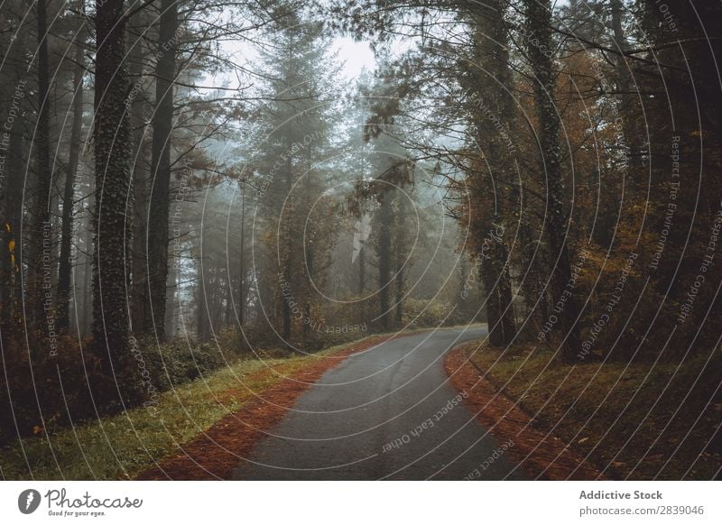 Asphaltstraße im Wald Natur Herbst Straße ländlich Landschaft Rüssel Jahreszeiten Park schön mehrfarbig natürlich Blatt Licht Umwelt Pflanze Sonnenstrahlen