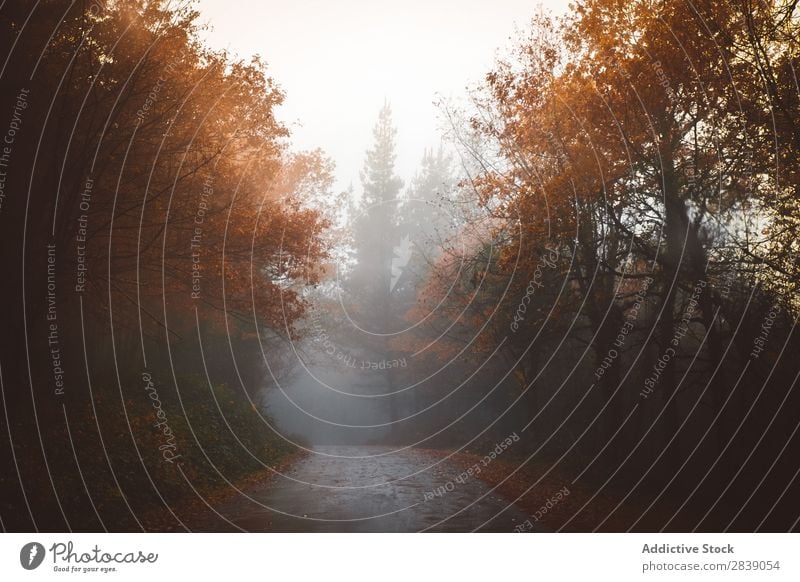 Straße im nebligen Wald Natur Herbst Asphalt Nebel ländlich Landschaft Rüssel Jahreszeiten Park schön mehrfarbig natürlich Blatt Licht Umwelt Pflanze