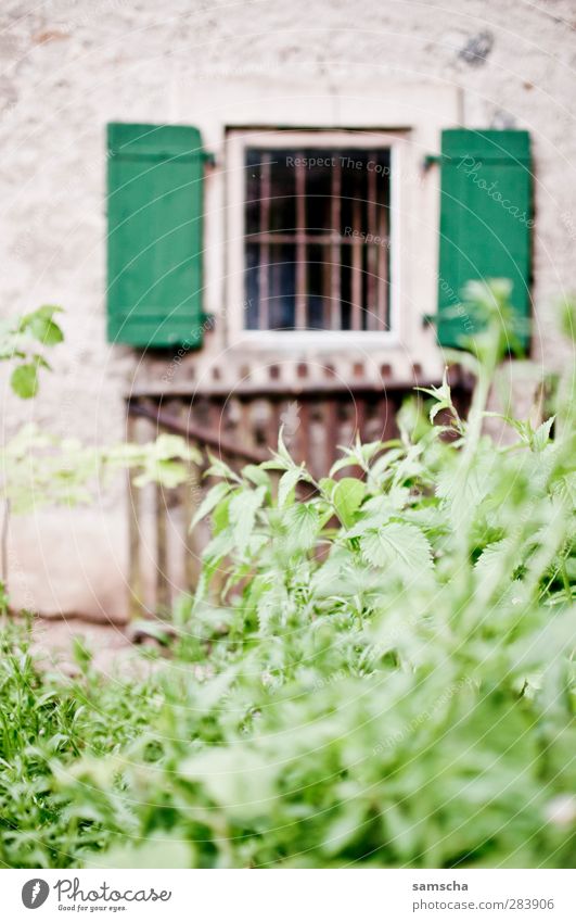 Fenster zum Hof Natur Pflanze Sträucher Blatt Grünpflanze Garten Park Wiese Haus Einfamilienhaus Mauer Wand alt Fensterladen Fensterrahmen Fensterblick Gitter