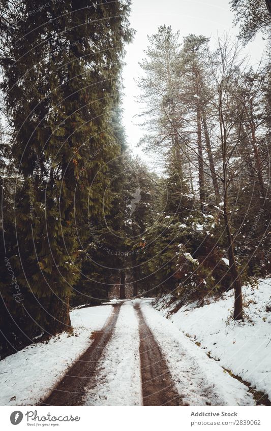 Straße im weißen Winterwald Wald Natur Schnee ländlich Landschaft Rüssel Jahreszeiten Park schön mehrfarbig natürlich Blatt Licht Umwelt Pflanze Sonnenstrahlen