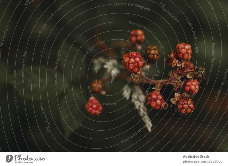 Beeren aus der Nähe im Wald wild rot schwarz Frucht Lebensmittel Natur Gesundheit organisch frisch reif natürlich Sommer grün Blatt süß Vitamin saftig Dessert