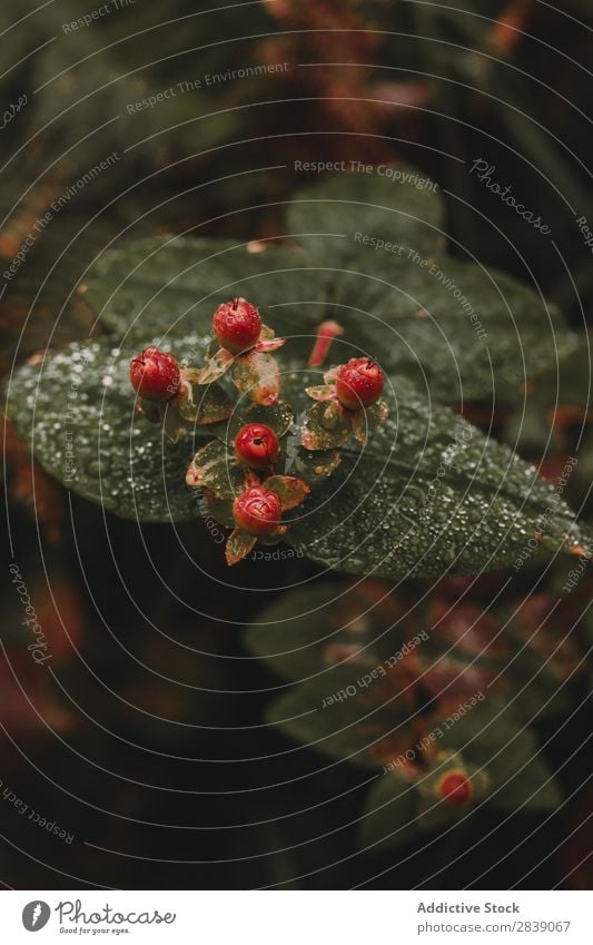 Beeren aus der Nähe im Wald wild rot schwarz Frucht Lebensmittel Natur Gesundheit organisch frisch reif natürlich Sommer grün Blatt süß Vitamin saftig Dessert