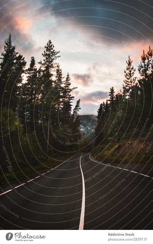 Straße, die in Bäumen wegläuft. Berge u. Gebirge Wald Weg Tal Tourismus Immergrün Landschaft Natur Ferien & Urlaub & Reisen ruhig Jahreszeiten Aussicht Kurve