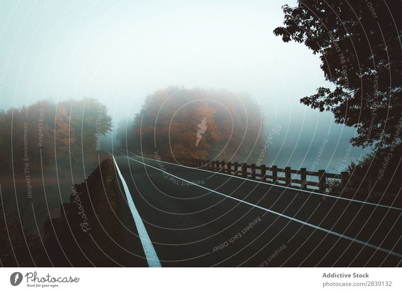 Fahrbahn bei Schlechtwetter Landschaft Straße Wald Mysterium Herbst geheimnisvoll Natur Nebel Zauberei u. Magie Wetter frisch schön Wege & Pfade Dunkelheit