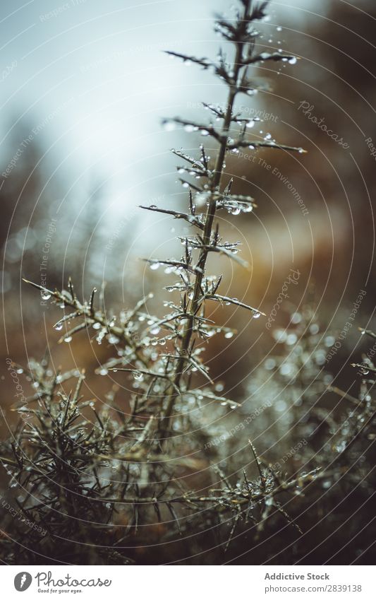 Pflanzenzweig in Wassertropfen Ast Natur frisch Zweig Gras grün Garten Sommer Kräuter & Gewürze Baum Tau Konsistenz organisch Wachstum Beautyfotografie Wald