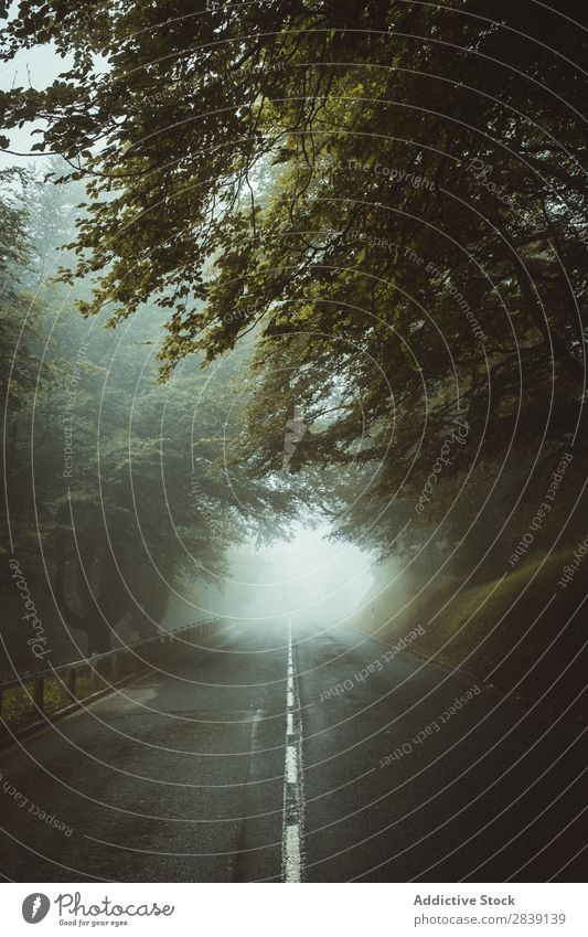 Neblige Straße im Wald Nebel Landschaft geheimnisvoll Natur Mysterium Zauberei u. Magie Wetter frisch schön Wege & Pfade Dunkelheit Außenaufnahme Wildnis