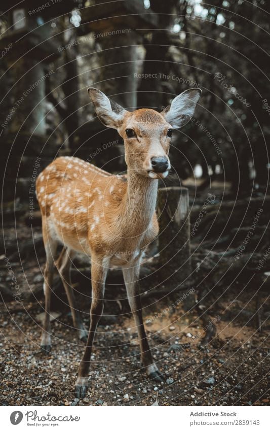 Anmutiger Damhirsch im Wald Brachland Hirsche Säugetier Natur wild Park Tier natürlich Tierwelt Fauna Wildnis Saison Beautyfotografie Atmosphäre weidend braun