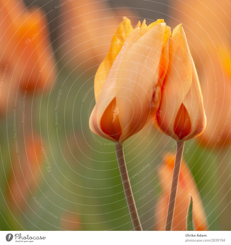 Zwei orange Tulpen Wellness Leben harmonisch Wohlgefühl Zufriedenheit Erholung ruhig Meditation Spa Dekoration & Verzierung Tapete Bild Osterkarte Ostern Natur