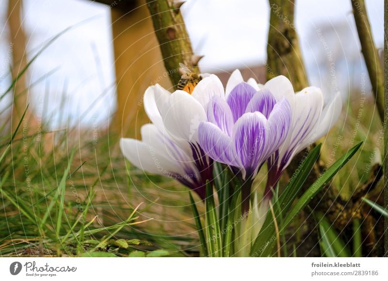 Hokus Krokus Freude Natur Pflanze Erde Frühling Blume Gras Blüte Garten Biene 1 Tier Glück Fröhlichkeit Lebensfreude Frühlingsgefühle Warmherzigkeit Romantik