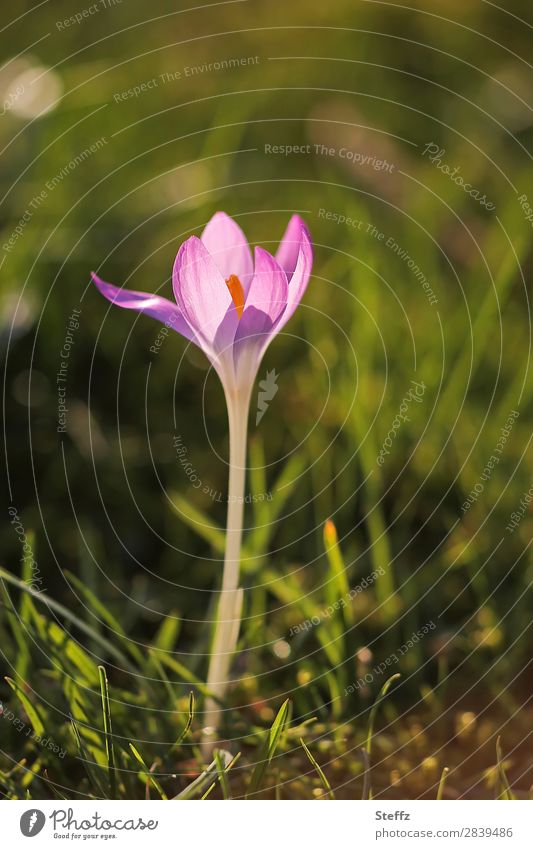 blühender Krokus Frühblüher Frühlingskrokus Frühlingsblume Crocus Krokusblüte Frühlingserwachen nordische Natur nordische Romantik Frühlingsblüte Naturerwachen