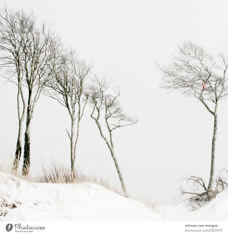 linksbündig Umwelt Natur Landschaft Urelemente Winter Klima Wetter schlechtes Wetter Eis Frost Schnee Wald Seeufer Strand Ostsee Meer verblüht hell schwarz weiß