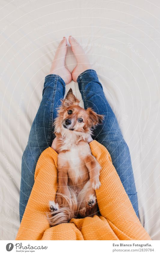 junge Frau und ihr süßer Hund im Bett Lifestyle Freude Glück schön Erholung Schlafzimmer Erwachsene Familie & Verwandtschaft Freundschaft Tier Haustier Küssen