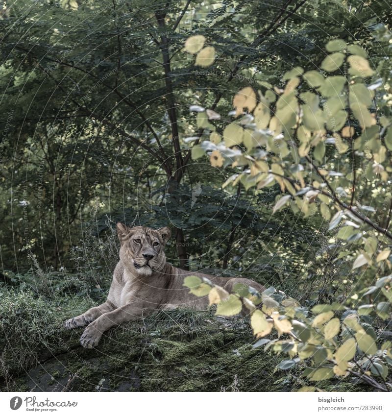 Löwin III Zoo Tier Wildtier 1 liegen Blick braun grün Farbfoto Außenaufnahme Menschenleer Textfreiraum oben Tag Ganzkörperaufnahme