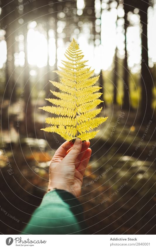 Getreidehand mit gelbem Blatt Mensch Farn Wald herbstlich zeigen Pflanze grün Kräuter & Gewürze Wachstum ornamental Herbst Ast natürlich frond organisch