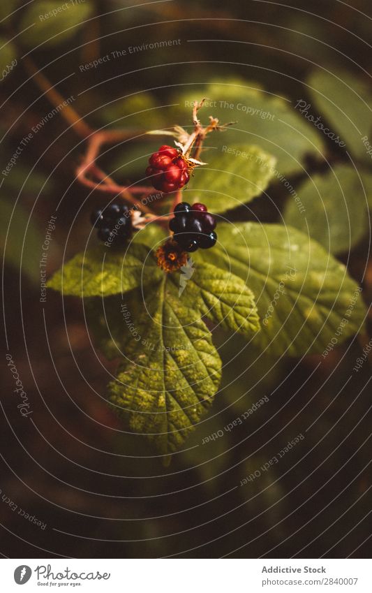 Nahaufnahme der Beeren am Busch Sträucher Brombeeren üppig (Wuchs) Pflanze Wachstum Natur Blatt Erfrischung Vitamin natürlich Gartenbau botanisch Park