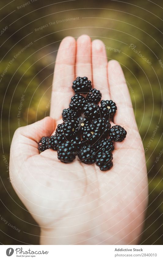 Erntehand mit Brombeerhaufen Mensch Handvoll Brombeeren lecker Natur süß organisch frisch Sommer Gesundheit natürlich saftig Landwirtschaft Dessert Ernährung