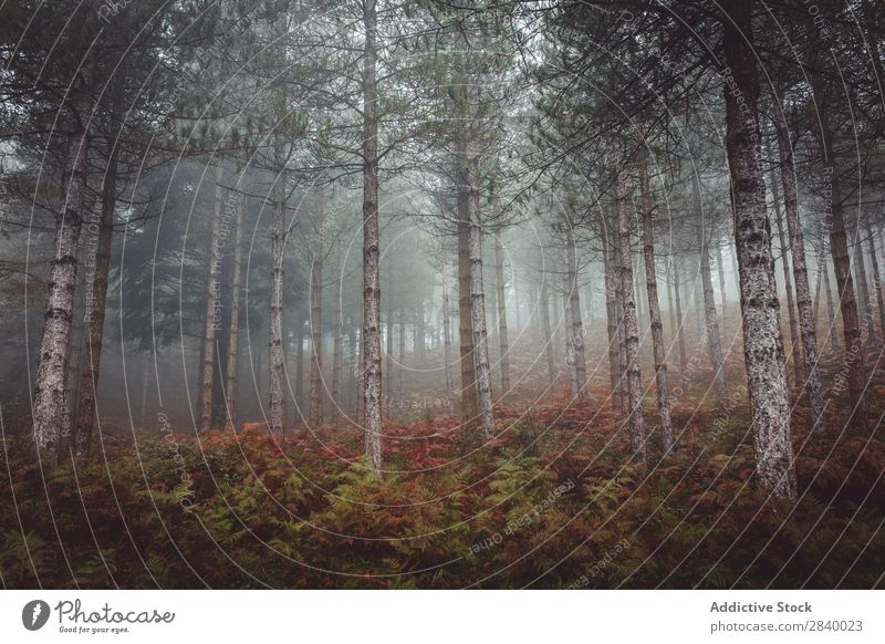 Helle Herbstbäume am felsigen Hang Landschaft Baum Wald herbstlich Farbe Natur prunkvoll friedlich Felsen Berge u. Gebirge Blatt ruhig Umwelt Jahreszeiten