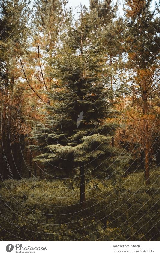 Üppige Herbstbäume im Wald mehrfarbig üppig (Wuchs) Wildnis grün Jahreszeiten Natur Umwelt Idylle schön Farbe malerisch organisch Beautyfotografie Pflanze Blatt