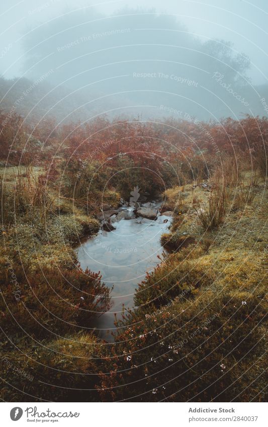 Nebliger Morgen in ländlichen Gebieten Bach Nebel Herbst Feld Wiese Tal Umwelt Idylle ruhig Dunst abgelegen Wildnis Wetter stumm Landschaft Wasser friedlich