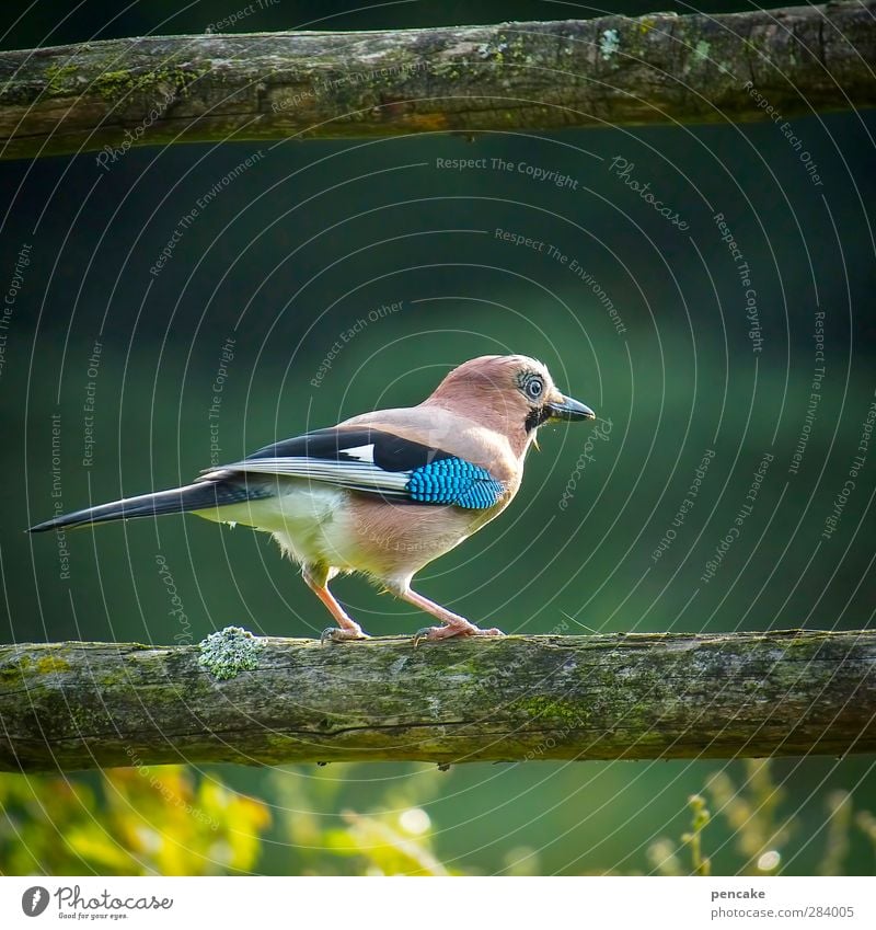 alter räuber! Natur Wiese Wald Tier Wildtier Vogel 1 Aggression Neugier Dieb Eichelhäher Polizist Feder türkis Jäger Farbfoto Außenaufnahme Morgen