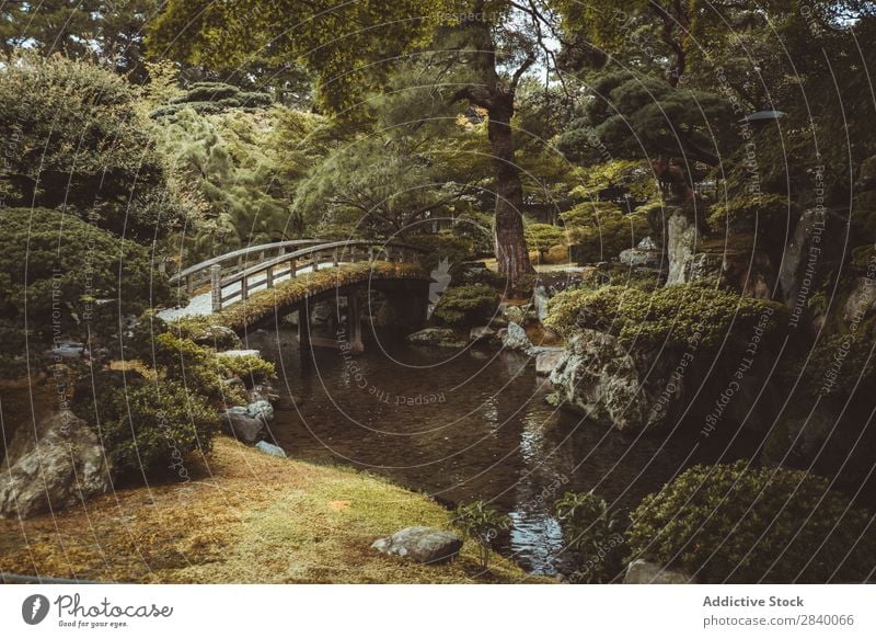 Kleine Brücke in grünem Wald Natur Wasser Fluss klein Aussicht Pflanze schön natürlich Jahreszeiten frisch Umwelt mehrfarbig Licht Sonnenlicht hell Länder