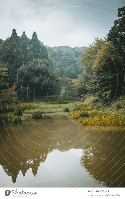 Brücke und grüner Wald Natur Aussicht Teich See Wasser Pflanze schön natürlich Jahreszeiten frisch Umwelt mehrfarbig Licht Sonnenlicht hell Länder ländlich