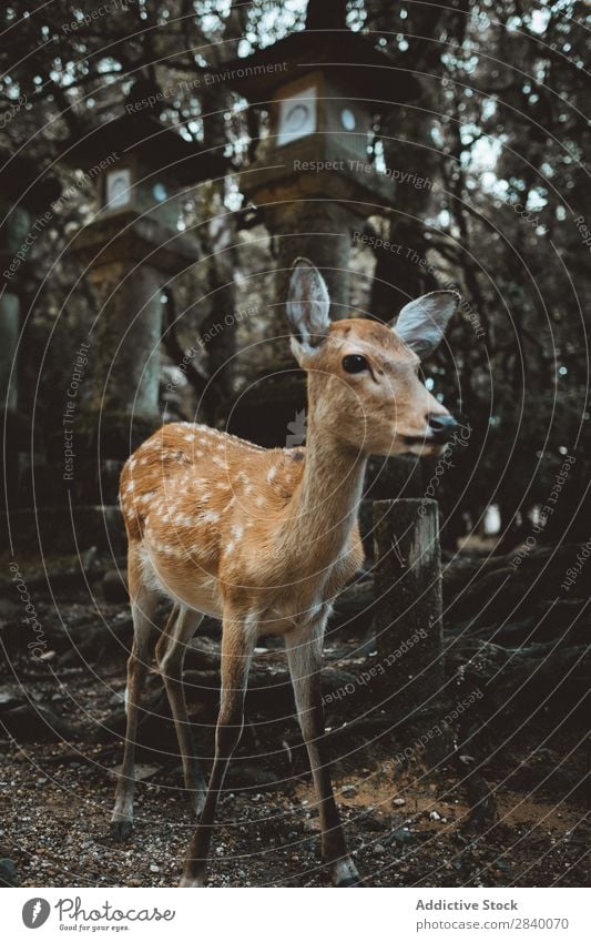 Kleiner Hirsch im Wald Hirsche klein Baby Post Tradition asiatisch Park braun Natur Tier Säugetier wild Tierwelt Bock Fauna Hirschkuh Jugendliche Lebewesen