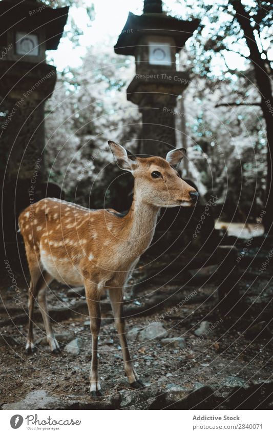 Kleiner Hirsch im Wald Hirsche klein Baby Post Tradition asiatisch Park braun Natur Tier Säugetier wild Tierwelt Bock Fauna Hirschkuh Jugendliche Lebewesen