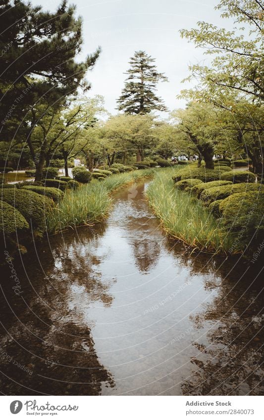 Kleiner Fluss im Park Natur grün Wasser klein Wald Aussicht Pflanze schön natürlich Jahreszeiten frisch Umwelt mehrfarbig Licht Sonnenlicht hell Länder ländlich