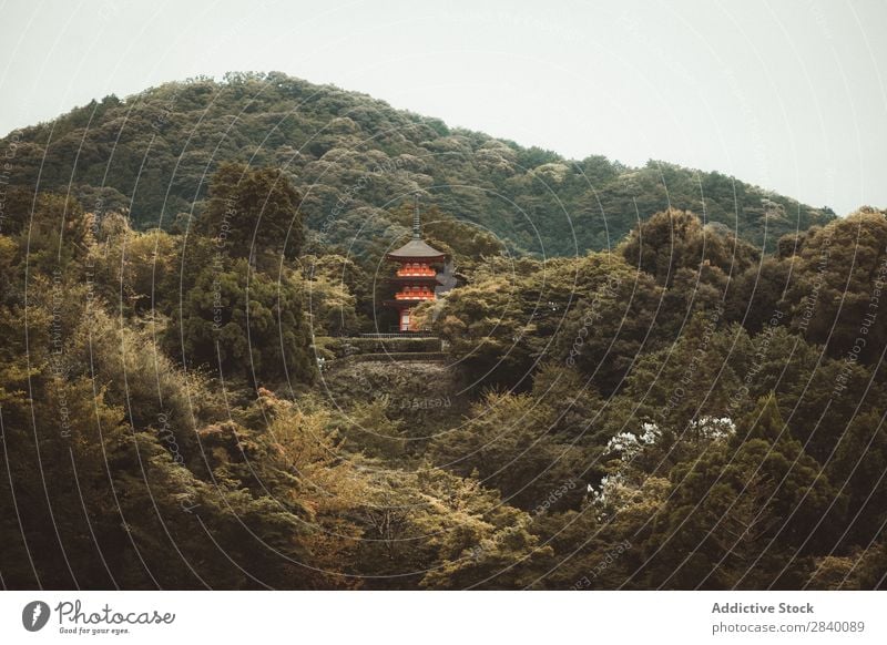 Rote Pagode im Wald Gebäude asiatisch Natur grün Aussicht Pflanze schön natürlich Asien Osten Turm Tradition Orientalisch Östlich Jahreszeiten frisch Umwelt