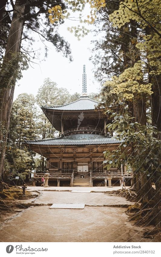 Traditionelles östliches Gebäude im Wald asiatisch Natur grün Aussicht Pflanze schön natürlich Asien Osten Turm Orientalisch Östlich Pagode Jahreszeiten frisch