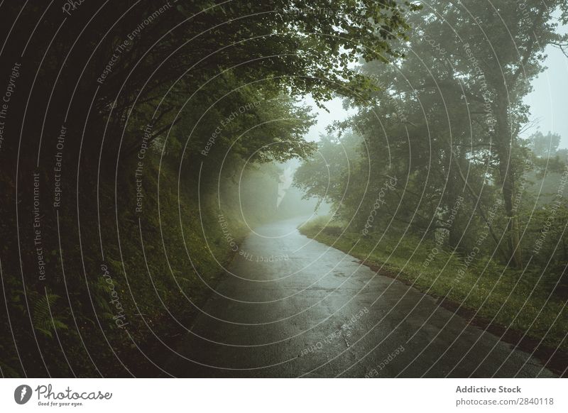 Straße in nebligen Wäldern Asphalt Natur grün Aussicht Nebel Pflanze schön natürlich Jahreszeiten frisch Umwelt nass Morgen Wald mehrfarbig Licht Sonnenlicht