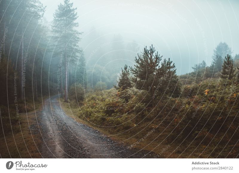 Landstraße im grünen Wald Straße ländlich Natur Aussicht Pflanze schön natürlich Jahreszeiten frisch Umwelt mehrfarbig Licht Länder Landschaft Horizont