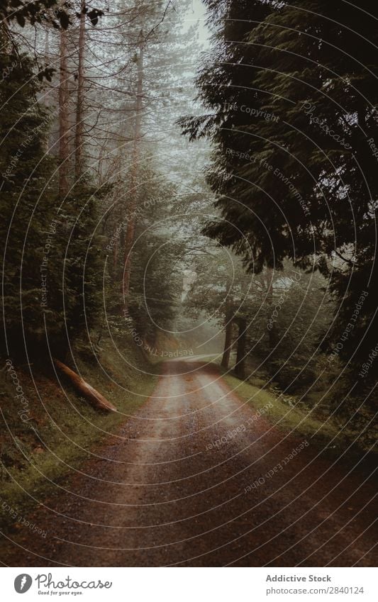 Landstraße im grünen Wald Straße ländlich Natur Aussicht Pflanze schön natürlich Jahreszeiten frisch Umwelt mehrfarbig Licht Länder Landschaft Horizont