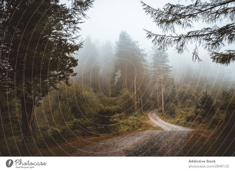 Landstraße im grünen Wald Straße ländlich Natur Aussicht Pflanze schön natürlich Jahreszeiten frisch Umwelt mehrfarbig Licht Länder Landschaft Horizont