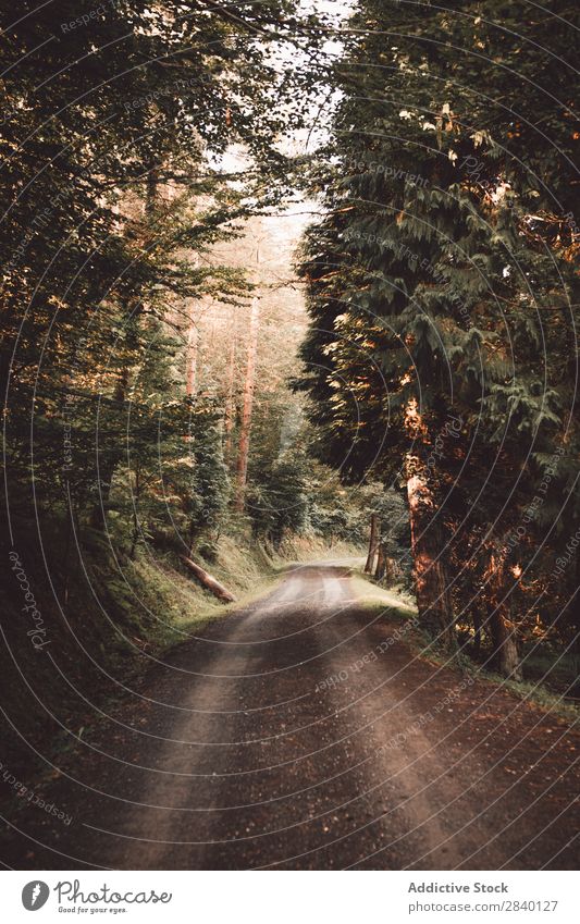 Straße im grünen, schönen Wald ländlich Natur Aussicht Pflanze natürlich Jahreszeiten frisch Umwelt Perspektive mehrfarbig Licht Länder Landschaft Horizont