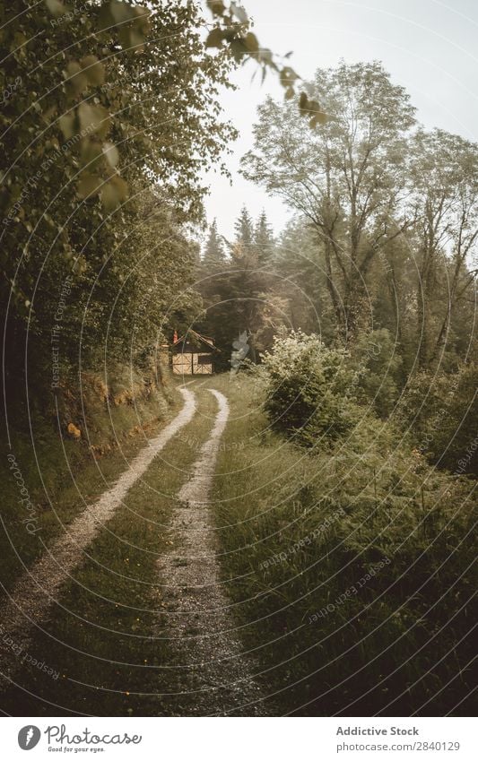 Landstraße im grünen Wald Straße ländlich Natur Aussicht Pflanze schön natürlich Jahreszeiten frisch Umwelt mehrfarbig Licht Länder Landschaft Horizont