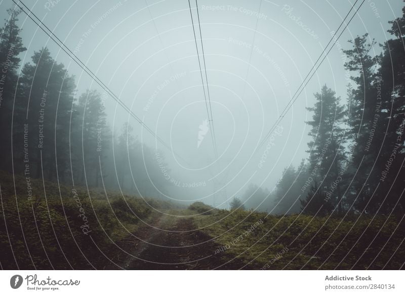 Weg durch neblige Wälder Natur grün Aussicht Nebel Pflanze schön natürlich Jahreszeiten frisch Umwelt nass Morgen Wald mehrfarbig Länder ländlich Landschaft