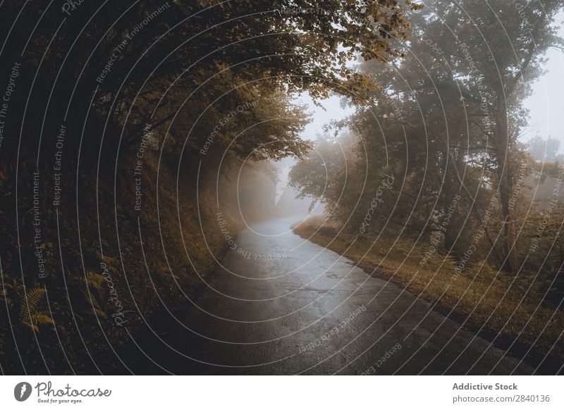 Straße in nebligen Wäldern Asphalt Natur grün Aussicht Nebel Pflanze schön natürlich Jahreszeiten frisch Umwelt nass Morgen Wald mehrfarbig Länder ländlich