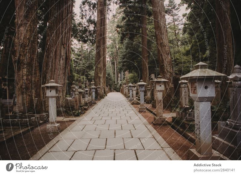 Kleine Pfosten und Wege im Wald Beiträge asiatisch Natur grün Aussicht Pflanze schön natürlich Asien Osten Turm Tradition Orientalisch Östlich Jahreszeiten